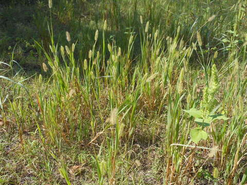 Image of Knotroot Foxtail