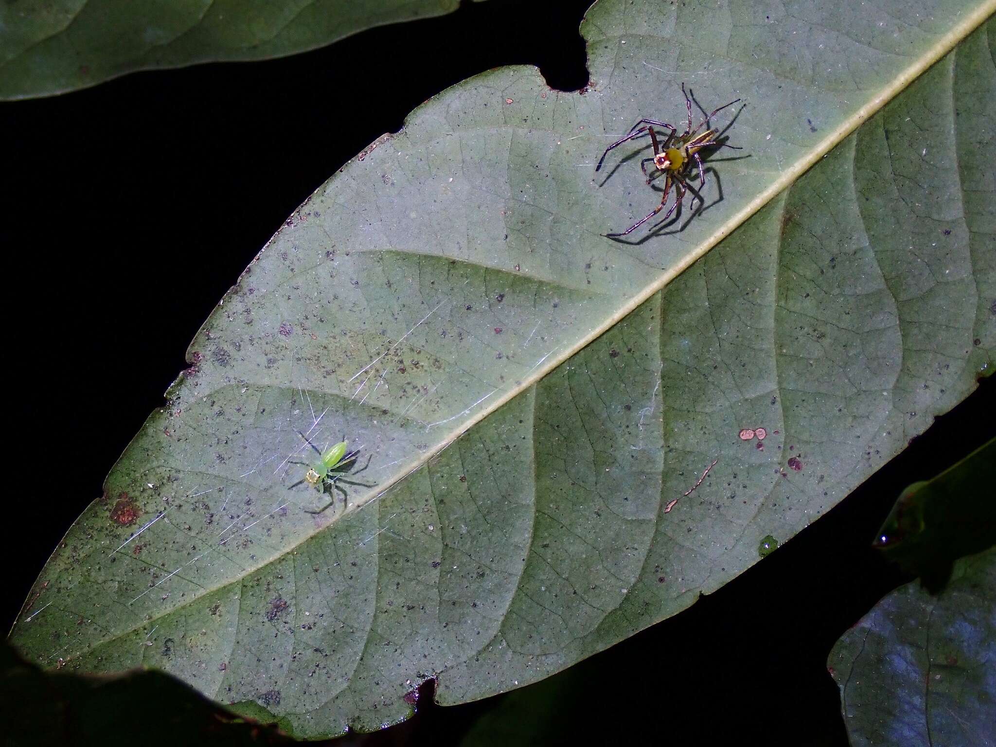 Image of Epeus flavobilineatus (Doleschall 1859)