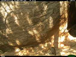 Image of Rusty-Spotted Cat