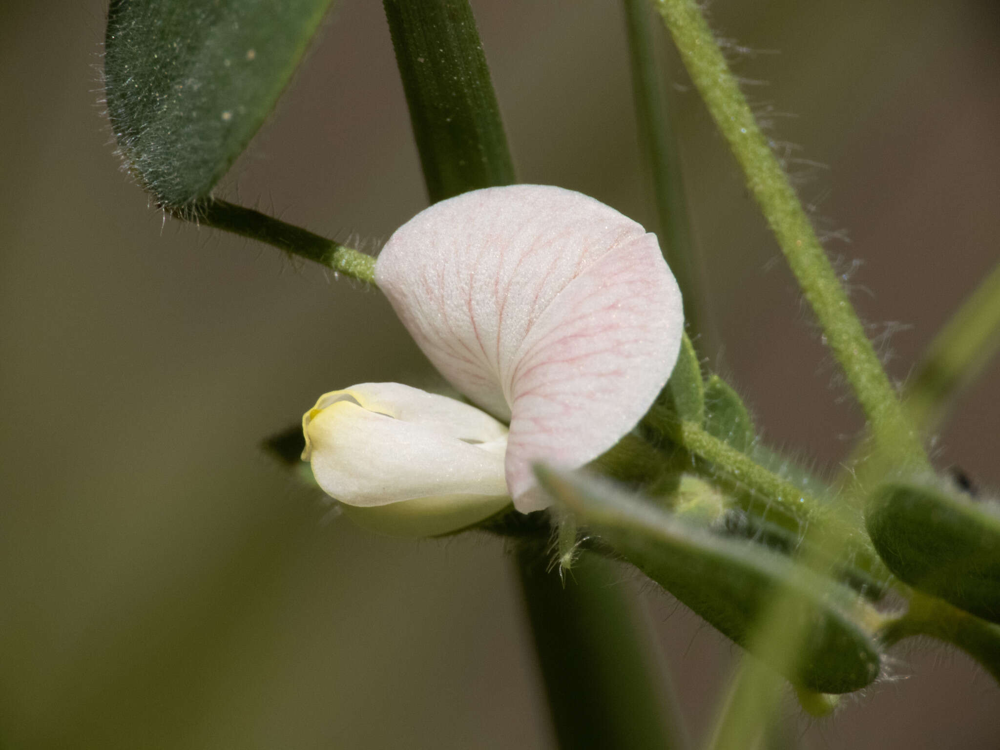 Image of Acmispon americanus var. americanus