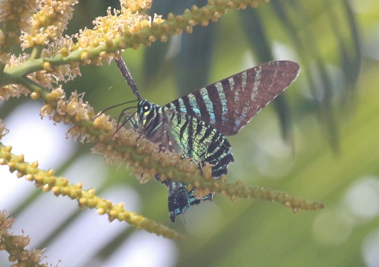 Image of Urania boisduvalii