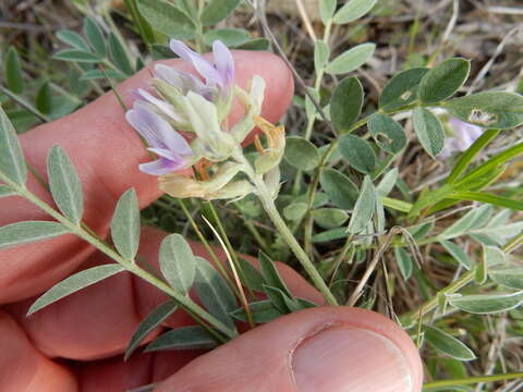 Imagem de Astragalus lotiflorus Hook.