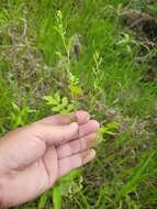 Image of Southern Marsh Yellowcress