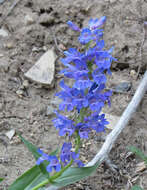 Image of blue penstemon