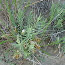 Cymbaria borysthenica Pallas ex Schltdl. resmi