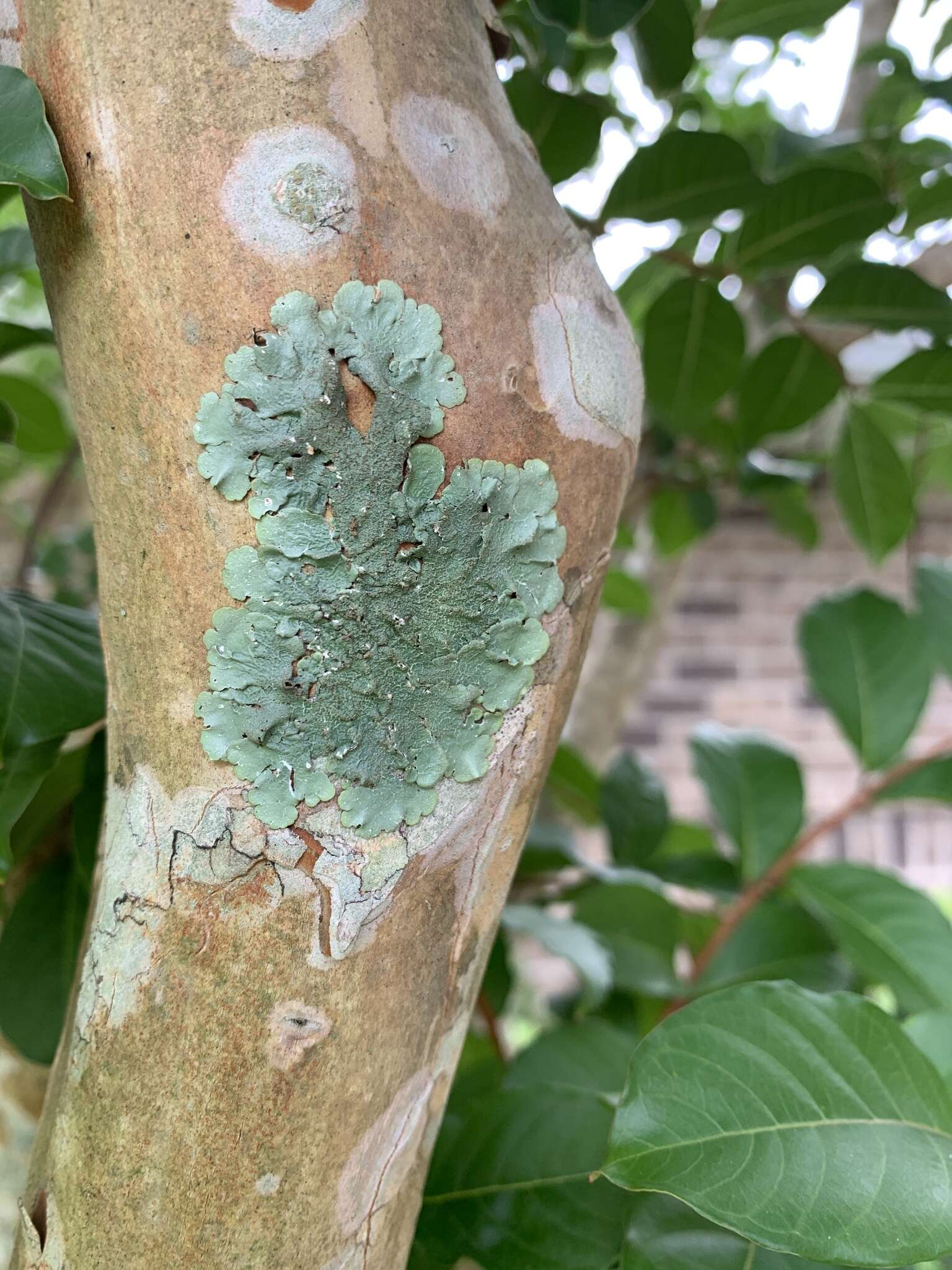 Image of Carolina canoparmelia lichen