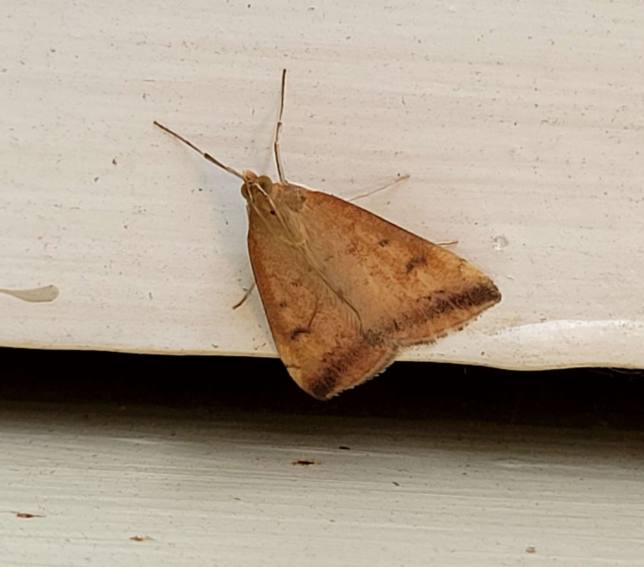 Image of Sociable Pyrausta Moth