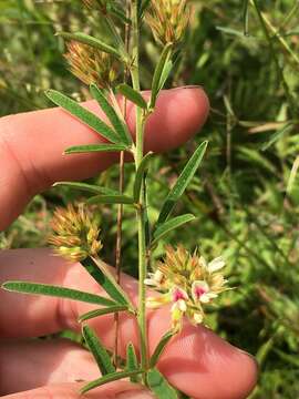 Imagem de Lespedeza angustifolia (Pursh) Elliott