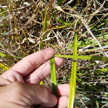 Image of Fragrant Beak Sedge