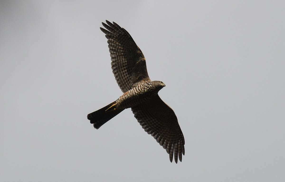 Image of Collared Sparrowhawk