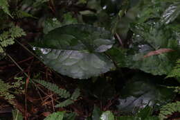 Image of Asarum hypogynum Hayata