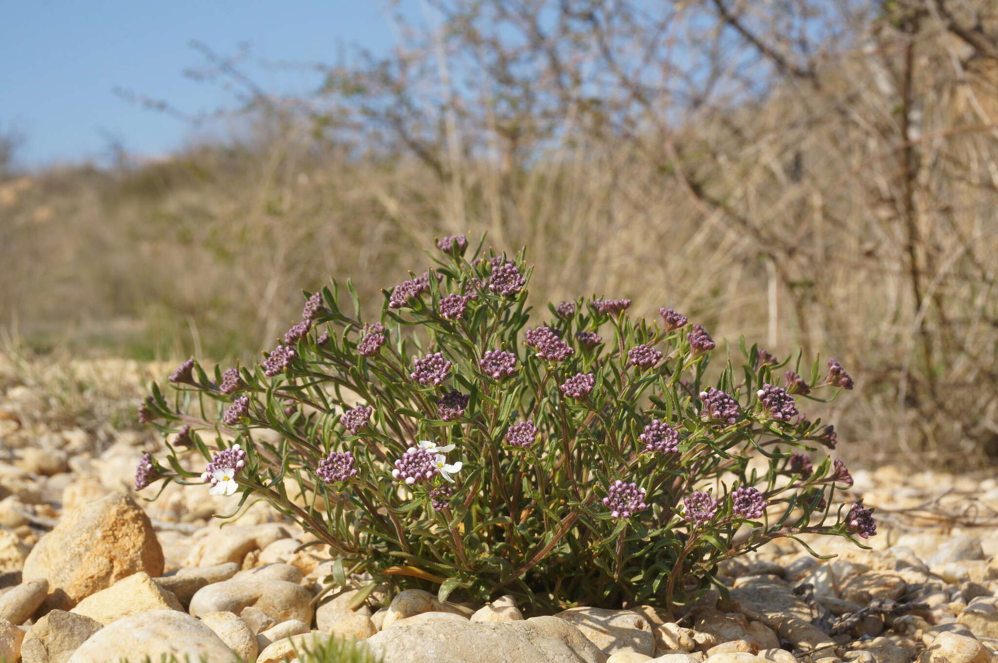 Plancia ëd Iberis simplex DC.