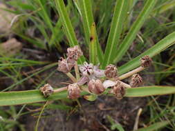 Image of Asclepias crassinervis N. E. Br.