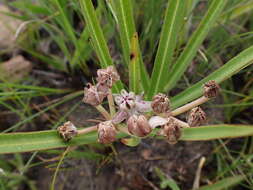 Слика од Asclepias crassinervis N. E. Br.