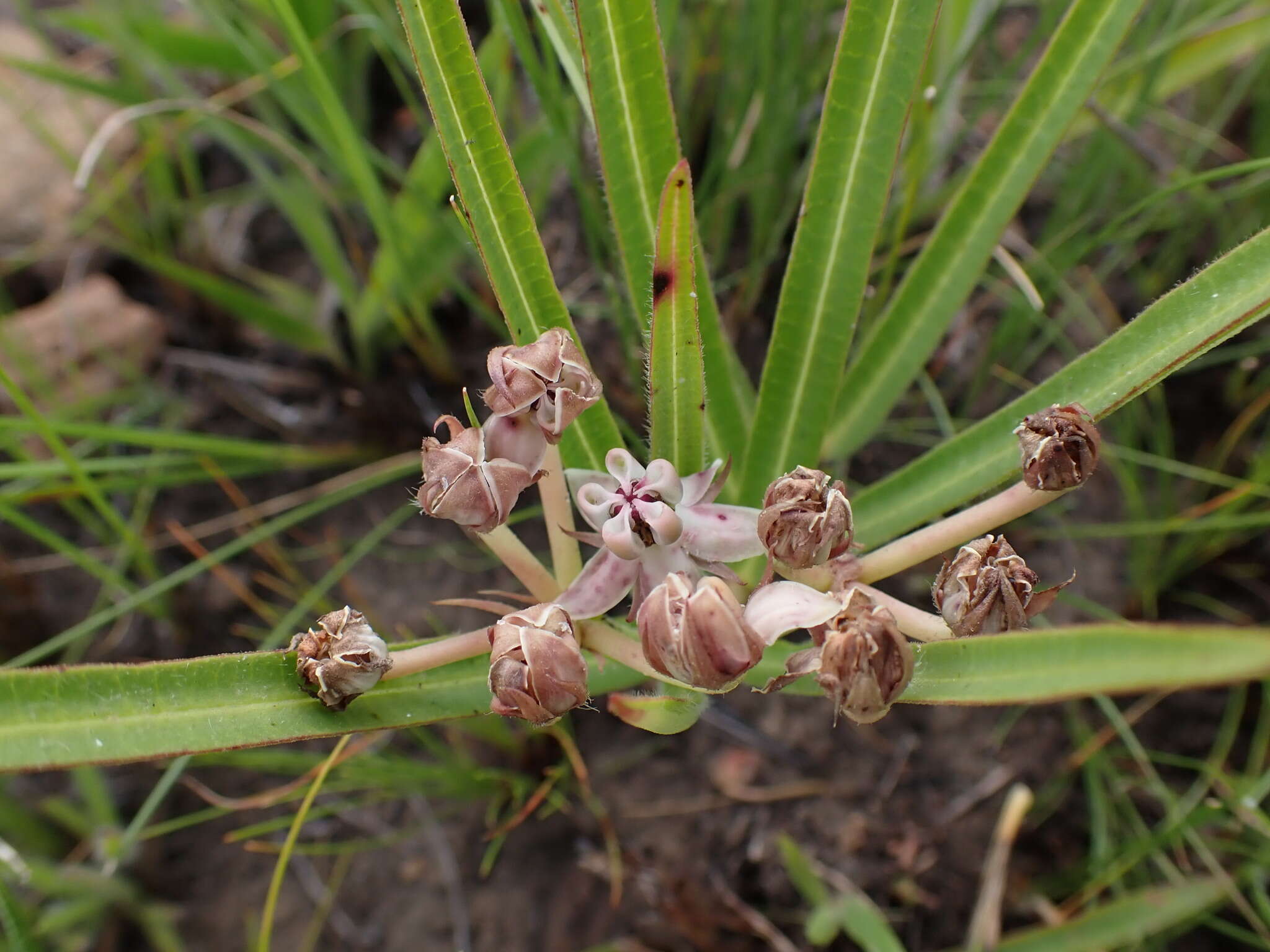 Image of Asclepias crassinervis N. E. Br.
