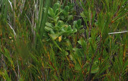 Image de Coprosma serrulata Hook. fil. ex Buchanan