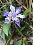 Image of Iris speculatrix Hance