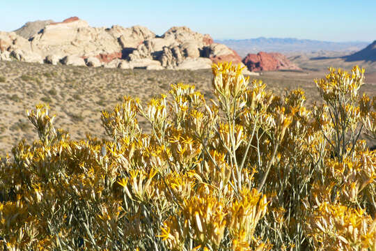 Image of rubber rabbitbrush