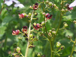 Imagem de Scrophularia umbrosa Dum.