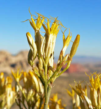 Image de Ericameria nauseosa (Pall. ex Pursh) G. L. Nesom & G. I. Baird