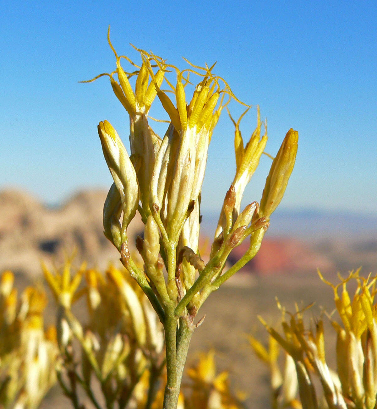 Image de Ericameria nauseosa (Pall. ex Pursh) G. L. Nesom & G. I. Baird