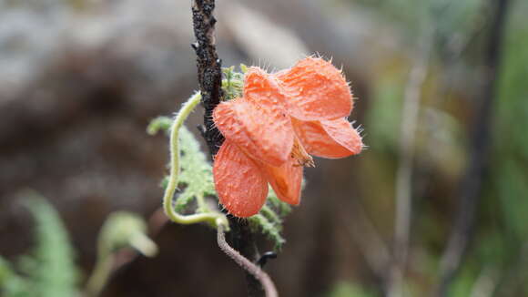 Image of Caiophora cirsiifolia C. Presl