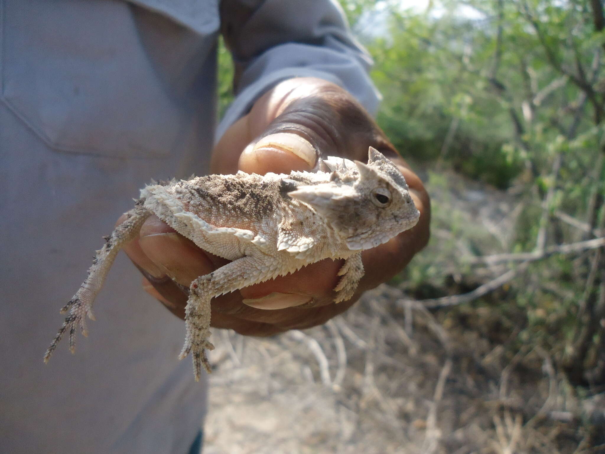 Image of Mexican Horned Lizard