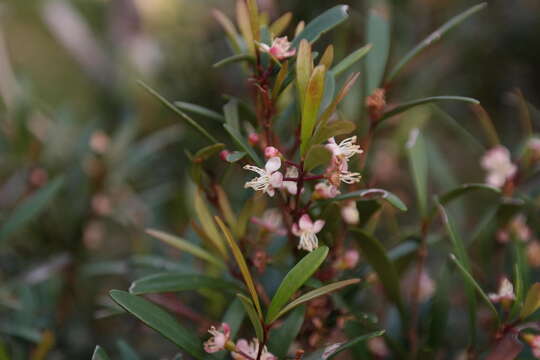 Eugenia verdoorniae A. E. van Wyk的圖片