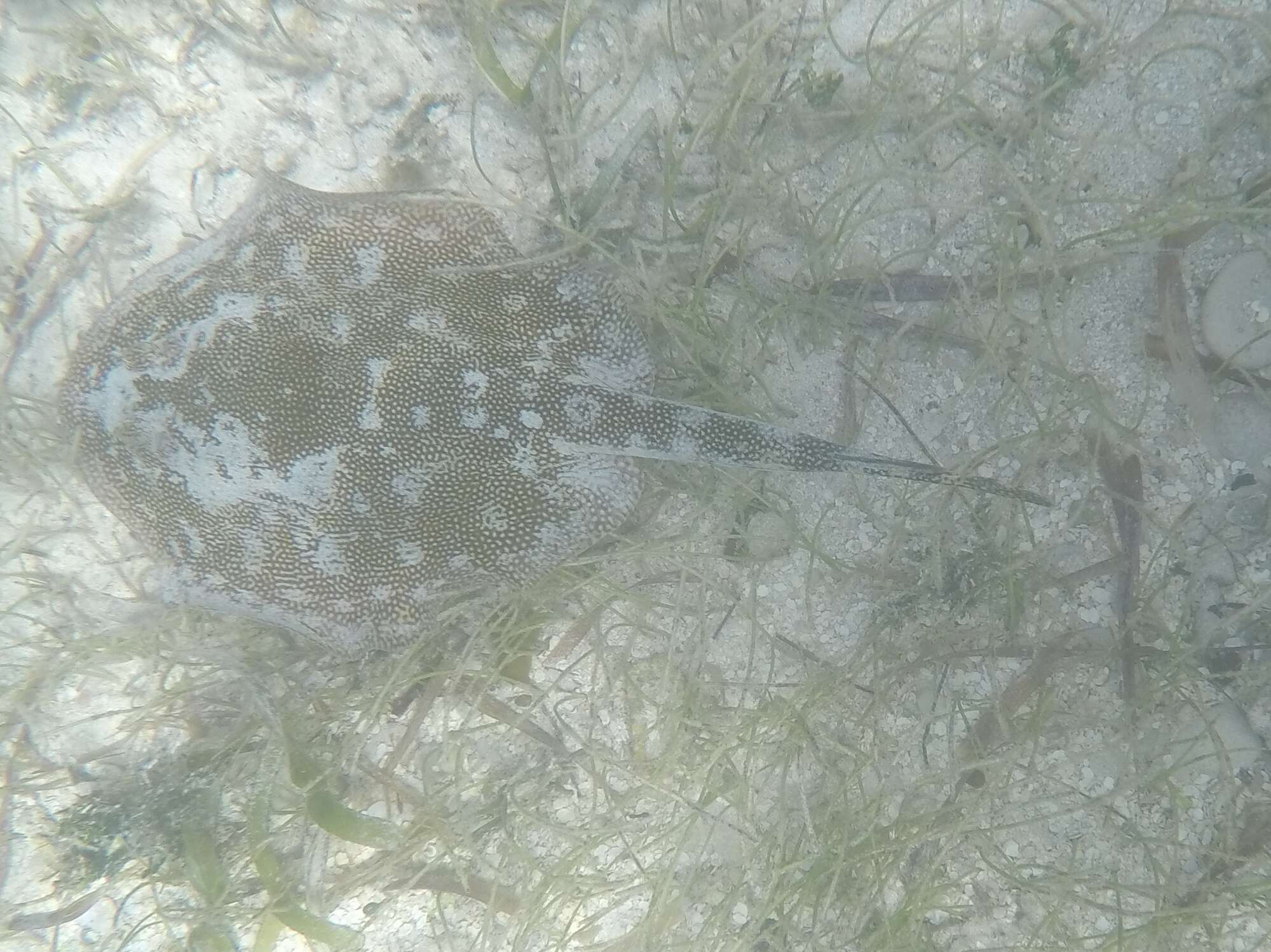 Image of Yellow Stingray