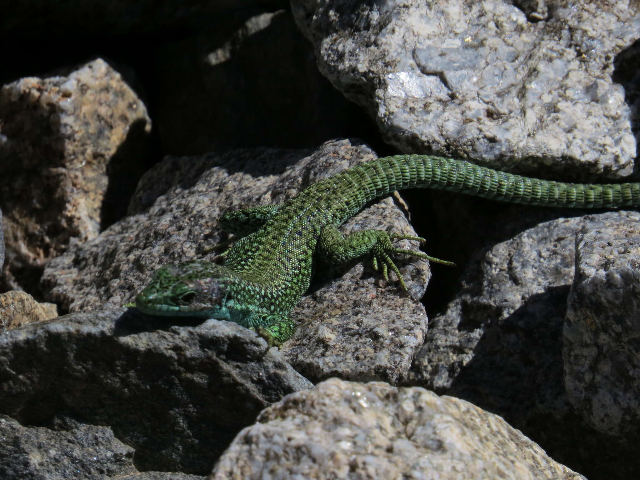 Image of Carpetane rock lizard