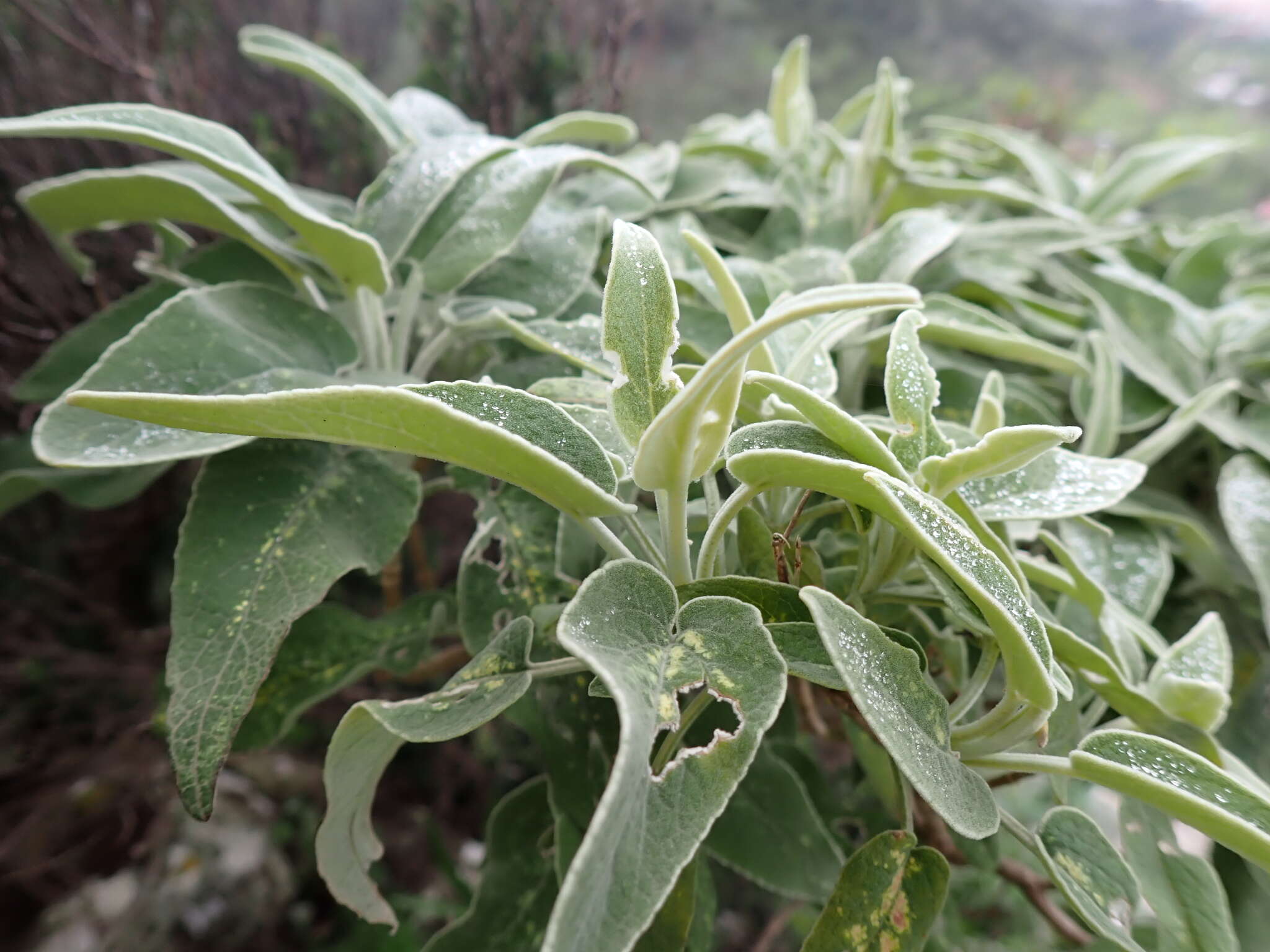 Image of Sideritis dendrochahorra Bolle