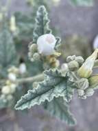 Image of Sphaeralcea axillaris S. Wats.