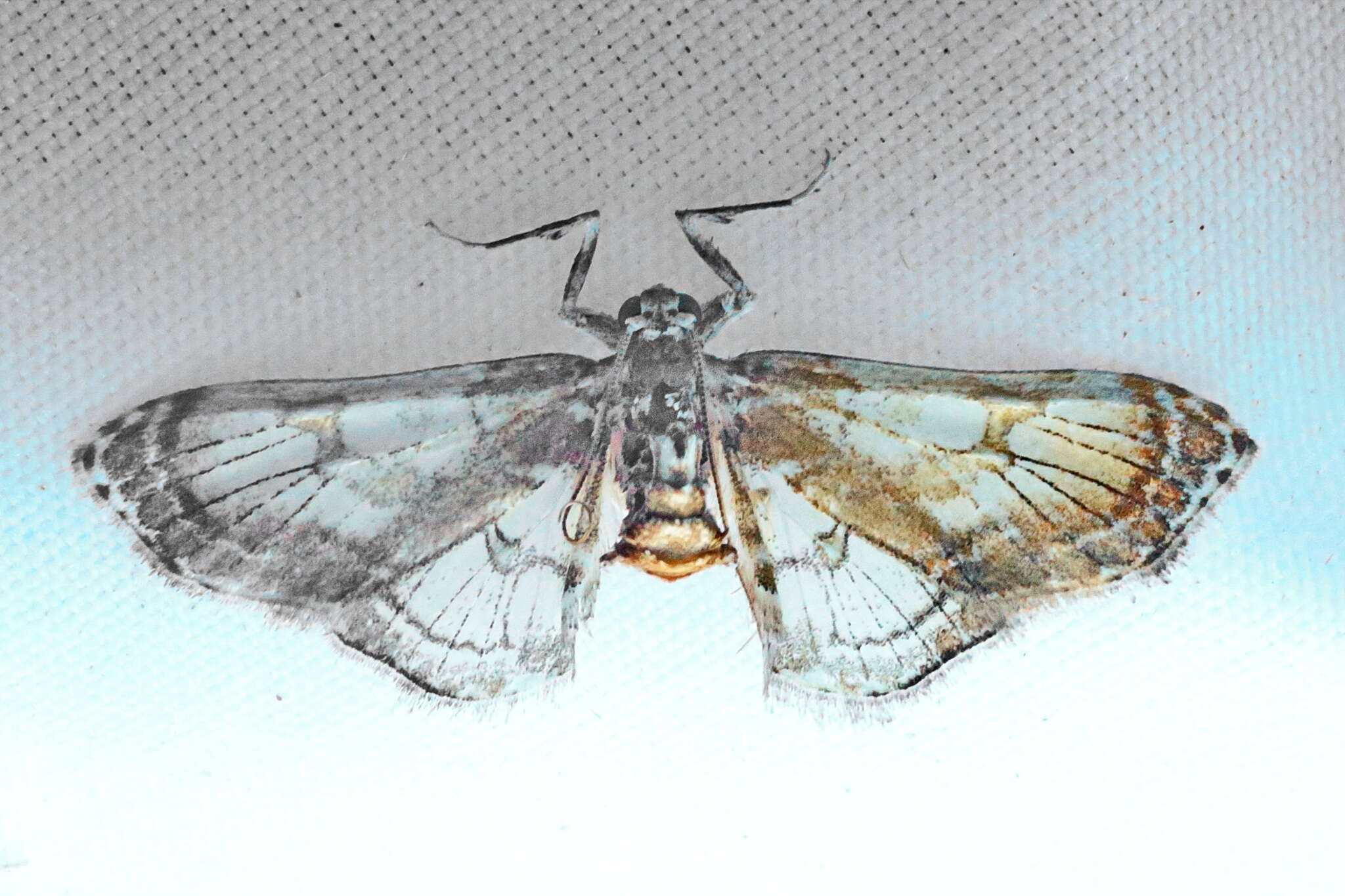 Image of Euleucinodes conifrons Capps 1948