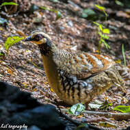 Image of Bar-backed Hill Partridge