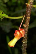 Image of Glossoloma tetragonoides (Mansf.) J. L. Clark