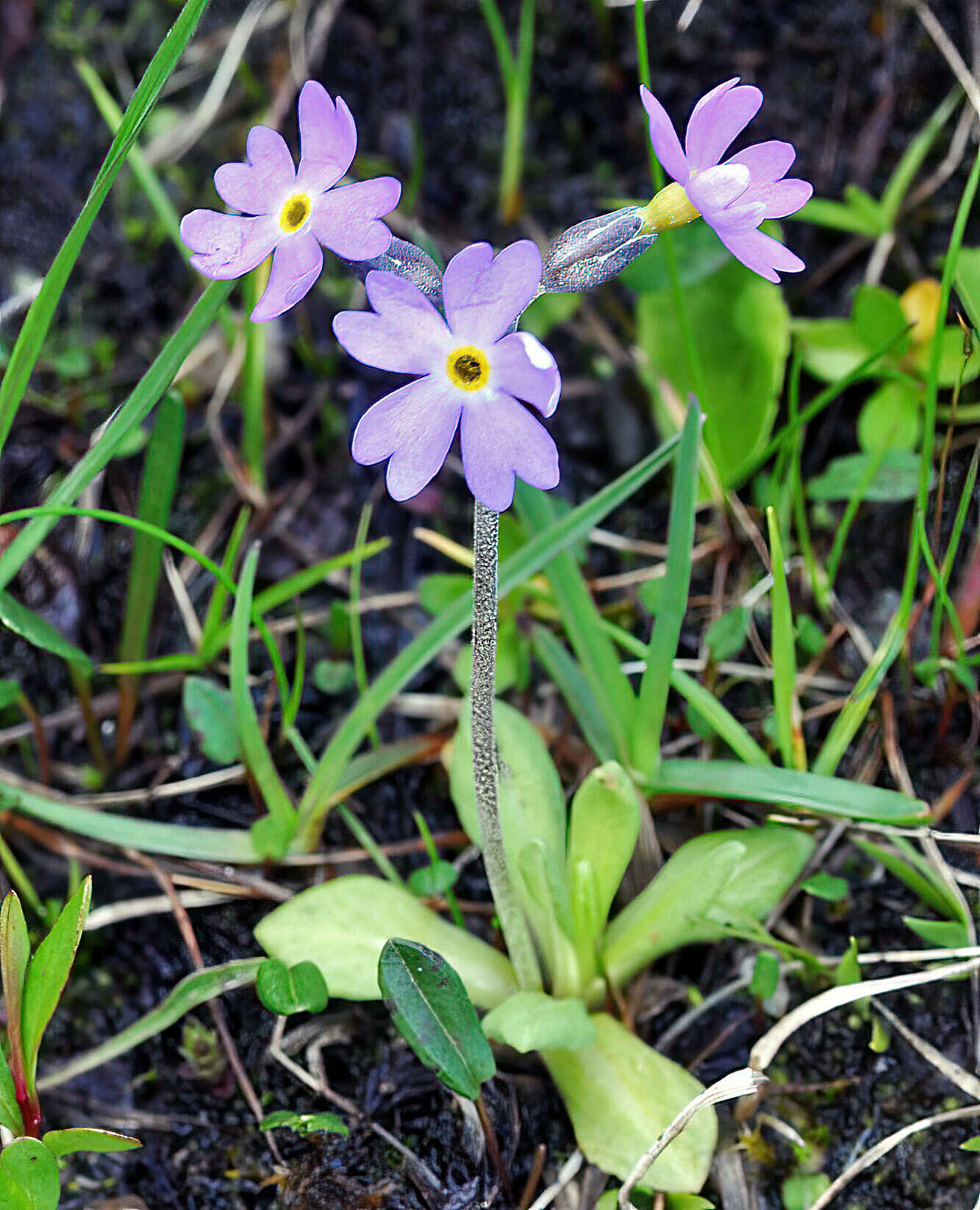 Plancia ëd Primula scandinavica Brunn.