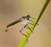 Image of Cerdistus rusticanoides Hardy 1926