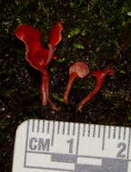 Image of Hygrocybe aphylla Læssøe & Boertm. 2008