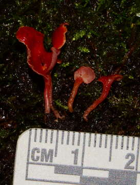 Image of Hygrocybe aphylla Læssøe & Boertm. 2008