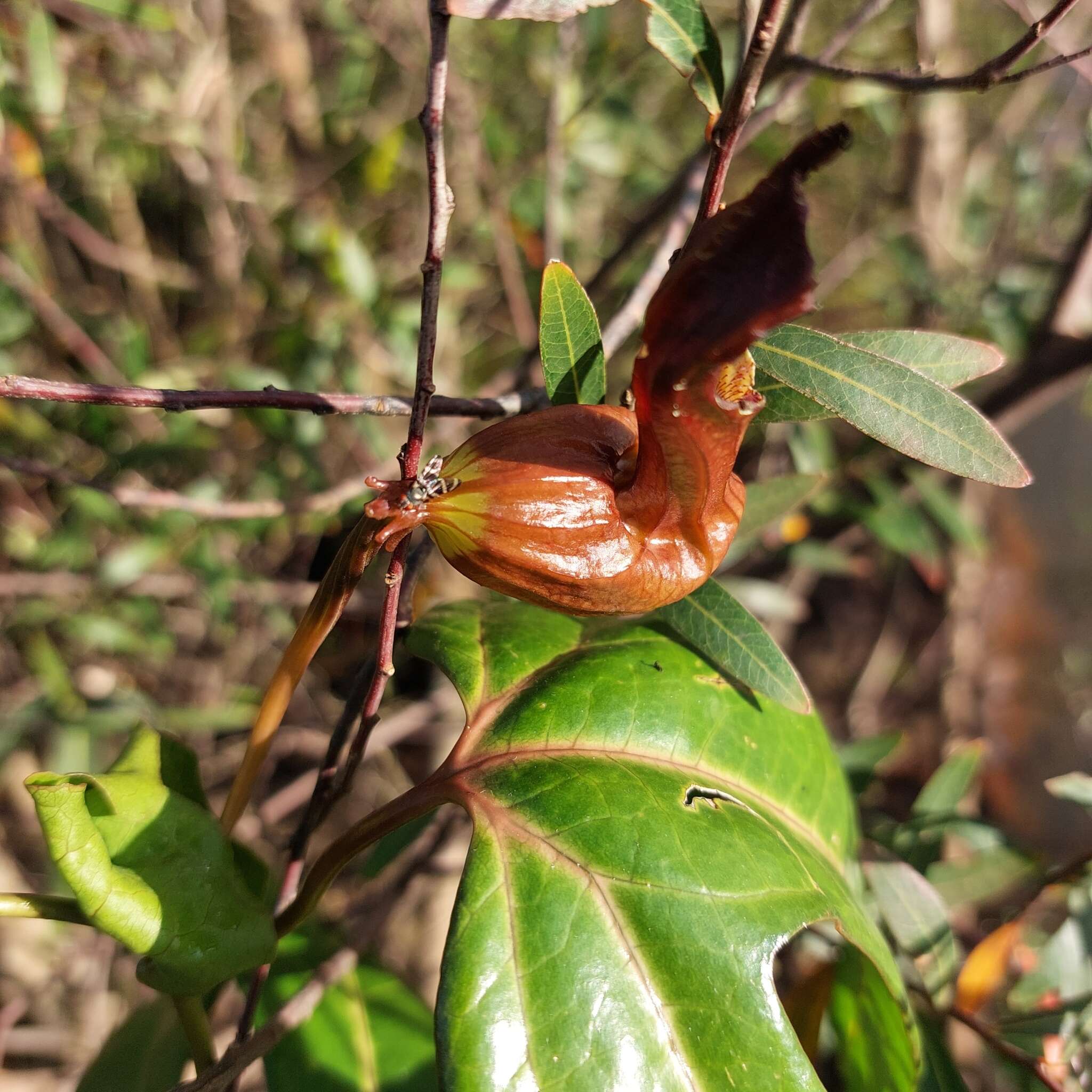 Image of Aristolochia macroura Gomez