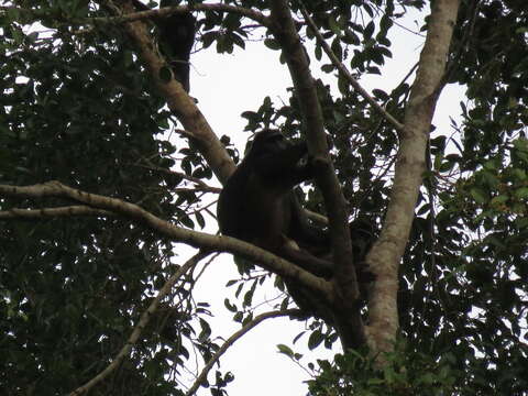 Image of Heck's Macaque