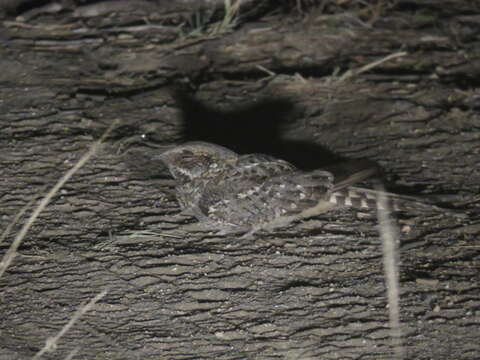 Image of Scissor-tailed Nightjar