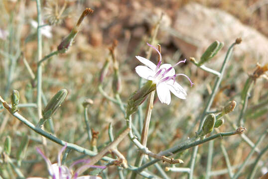 Image of brownplume wirelettuce