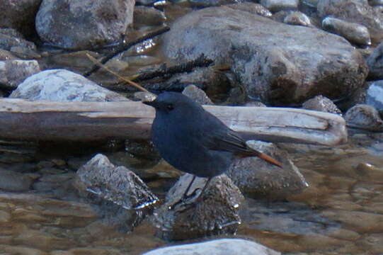 Image of Plumbeous Water Redstart