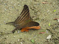 Image of Many-banded Daggerwing