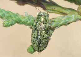 Image of Glyptoscelimorpha viridis Chamberlin 1931