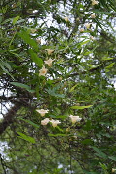 Image of Coccinia adoensis (A. Rich.) Cogn.