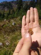 Image of Western Meadow Fritillary