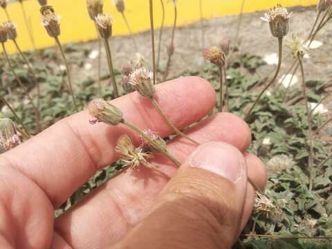 Image of Tridax mexicana A. M. Powell