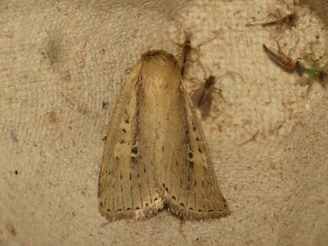 Image of brown-veined wainscot